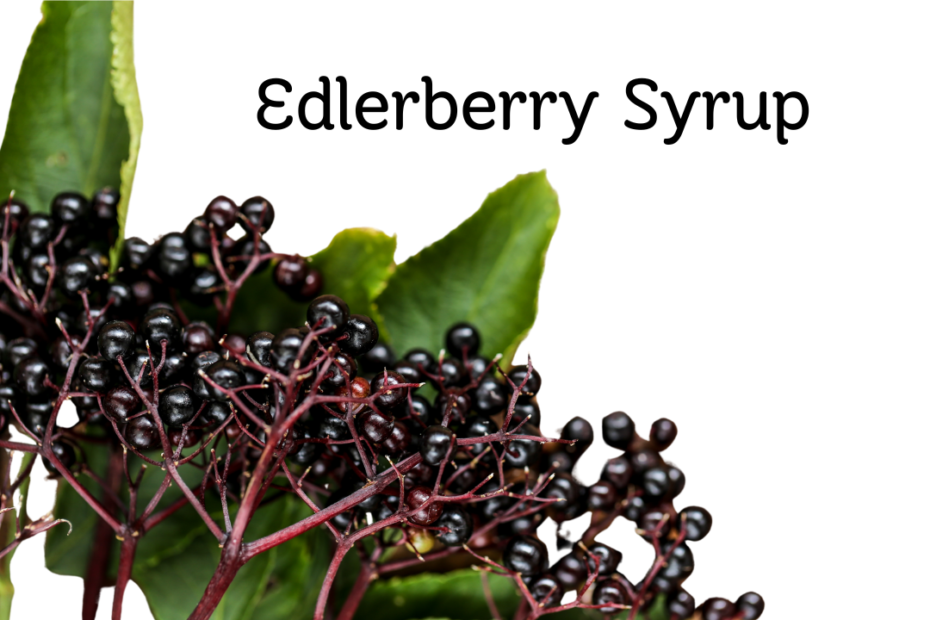 Elderberry Syrup. image of fresh elderberries on a branch with some leaves behind them. Heather O'Shea Hustle less, Homestead more
