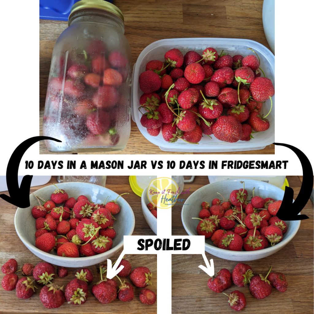 comparing results for keeping strawberries fresh in the fridge between a glass jar and a Tupperware FridgeSmart container. The same stawberries in both, stored for 10 days. Results were more spoiled strawberries in the jar and fewer spoiled in the FridgeSmart container.