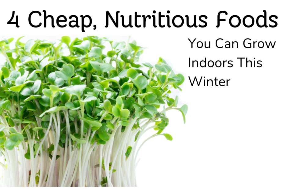 4 Cheap Nutritious foods you can grow indoors this winter. image of sprouts. Heather O'Shea Hustle less, Homestead more.