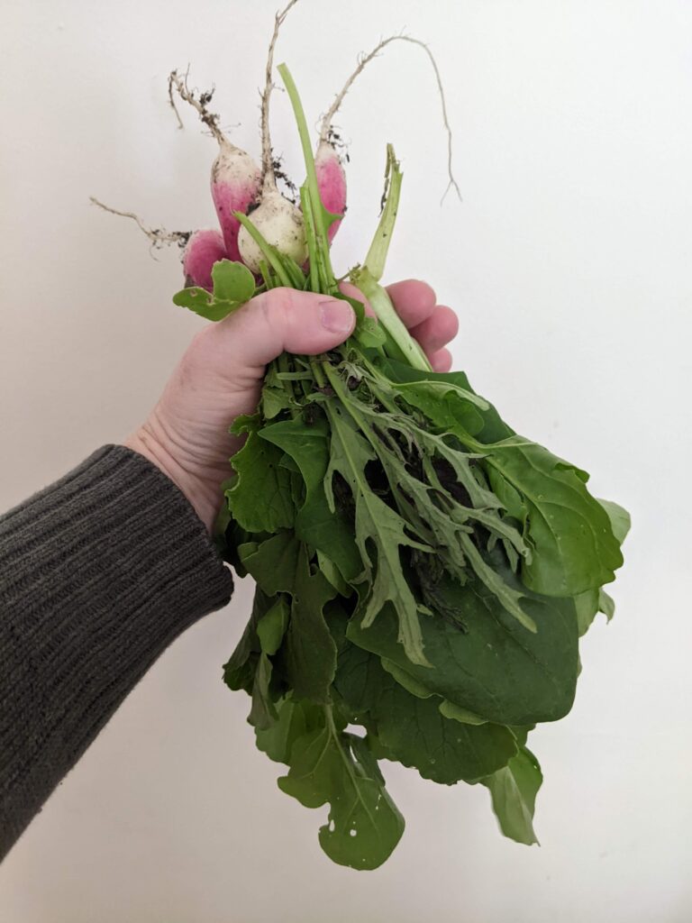 Handful of radishes with greens attached. 
Grow cheap nutritious foods indoors this winter
