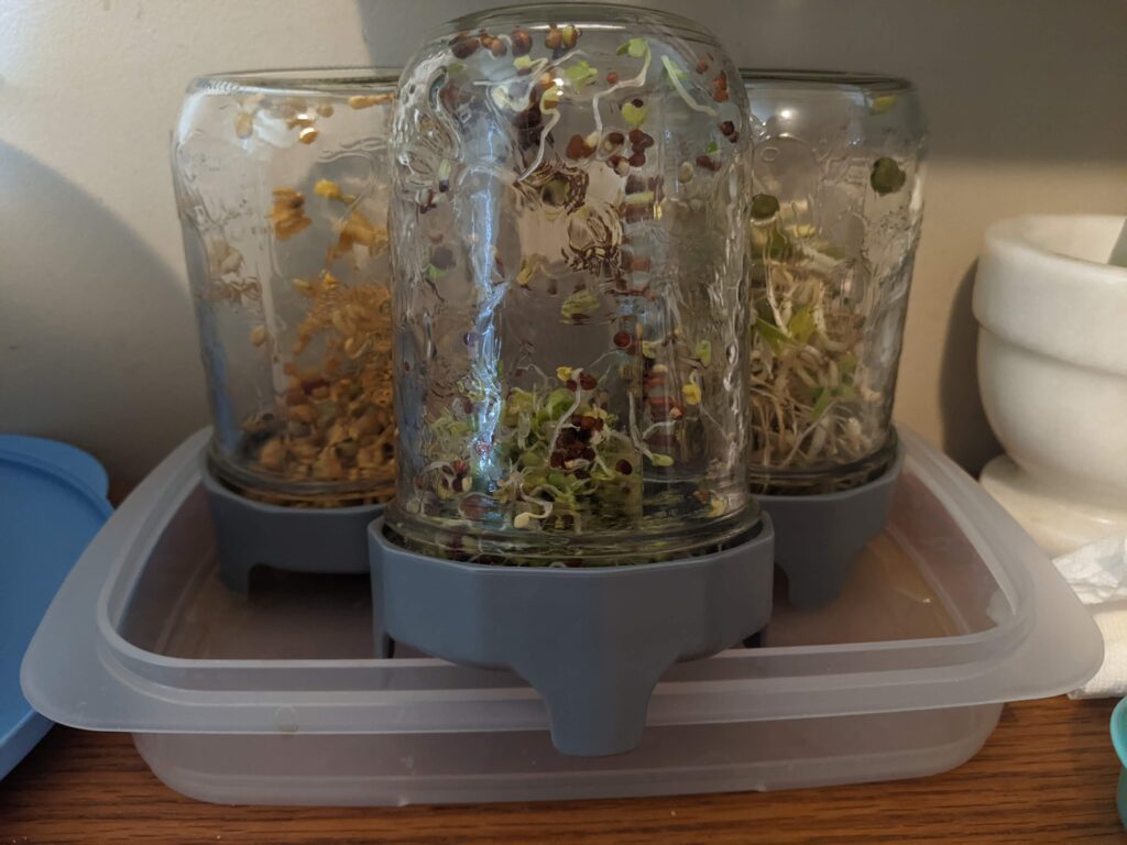 Sprouts growing in mason jars with sprouting lids. 
Grow cheap nutritious foods indoors this winter
