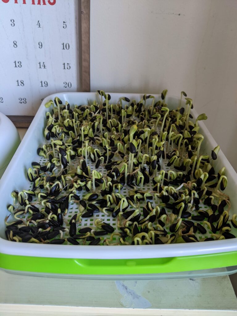 Sunflower seeds sprouting in microgreen growing trays.
Grow cheap nutritious foods indoors this winter