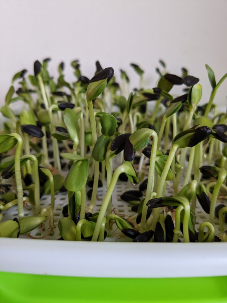 Sunflower microgreens growing 