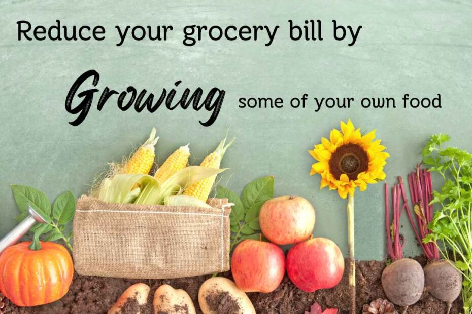 text: Reduce your grocery bill by growing some of your own food. Image of dirt and plants arranged to look like a garden on a 2 dimensional surface.