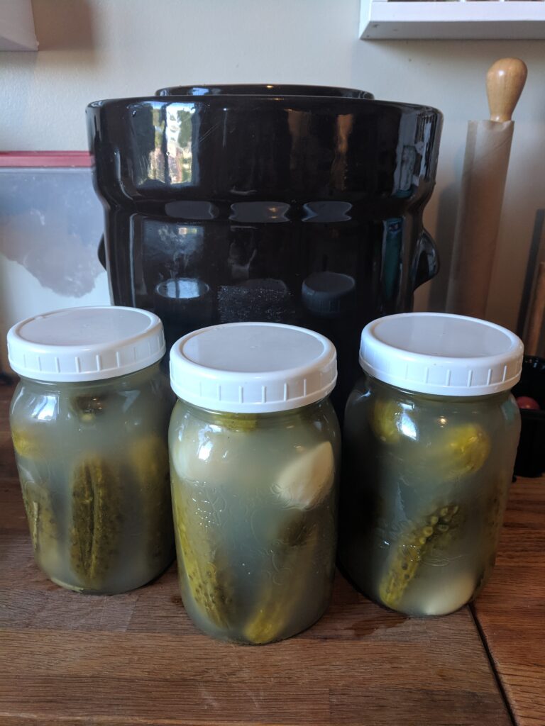 three jars of fermented dill pickles in front of a large, brown, German fermenting crock