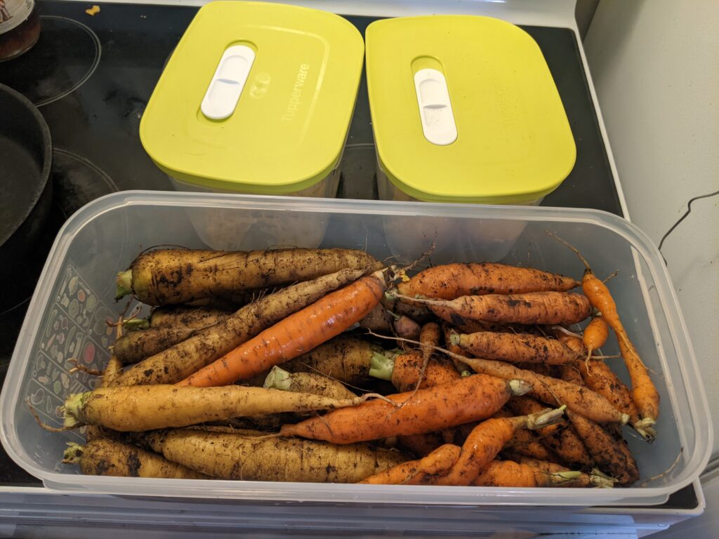 Tupperware FridgeSmart containers with dirty carrots inside