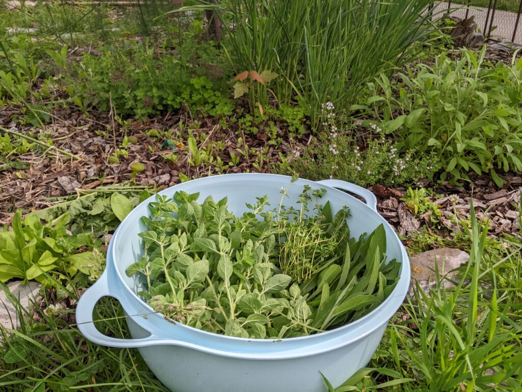 Jumbo Tupperware bowl full of fresh oregano, thyme, and sage