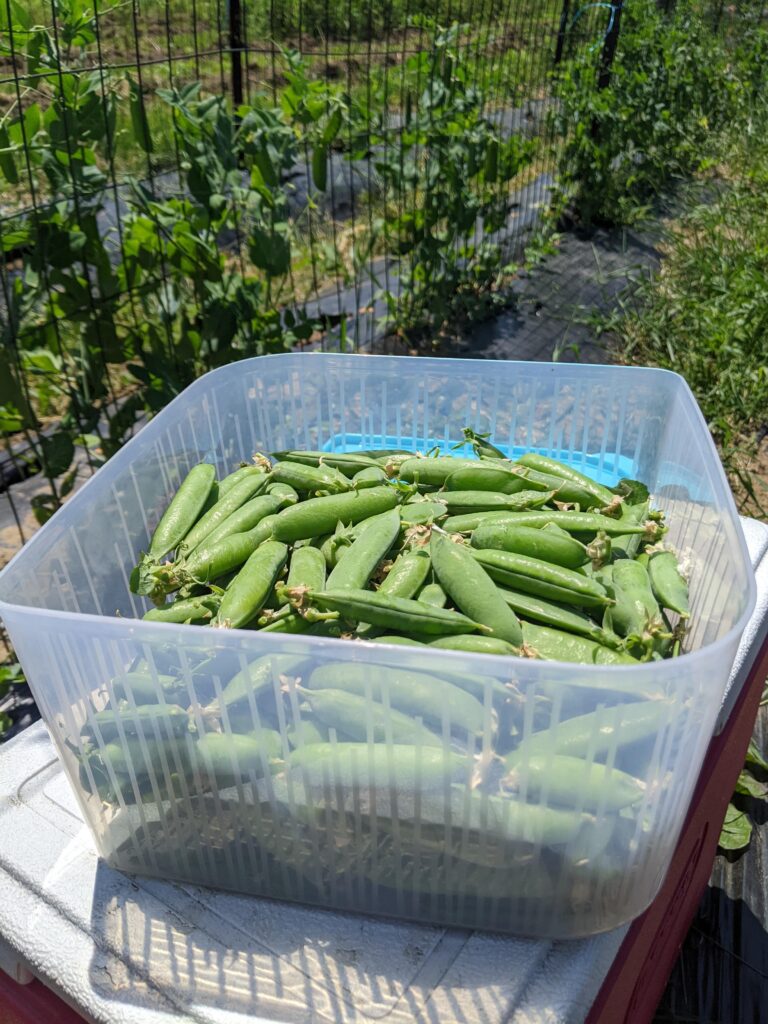 a large Tupperware Fresh n Cool container full of sugar snap peas