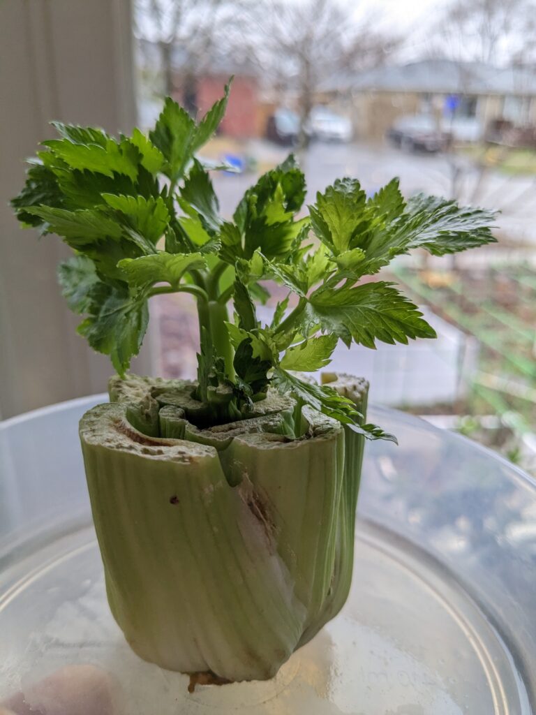 New celery stalks growing out of a cut celery bottom