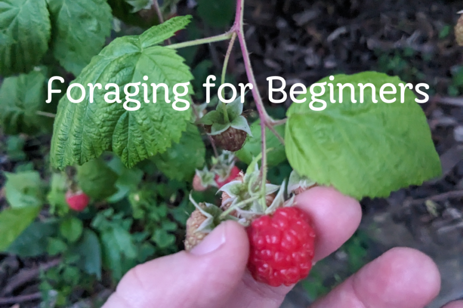 Foraging for Beginners. image of a hand plucking a raspberry from a raspberry cane.