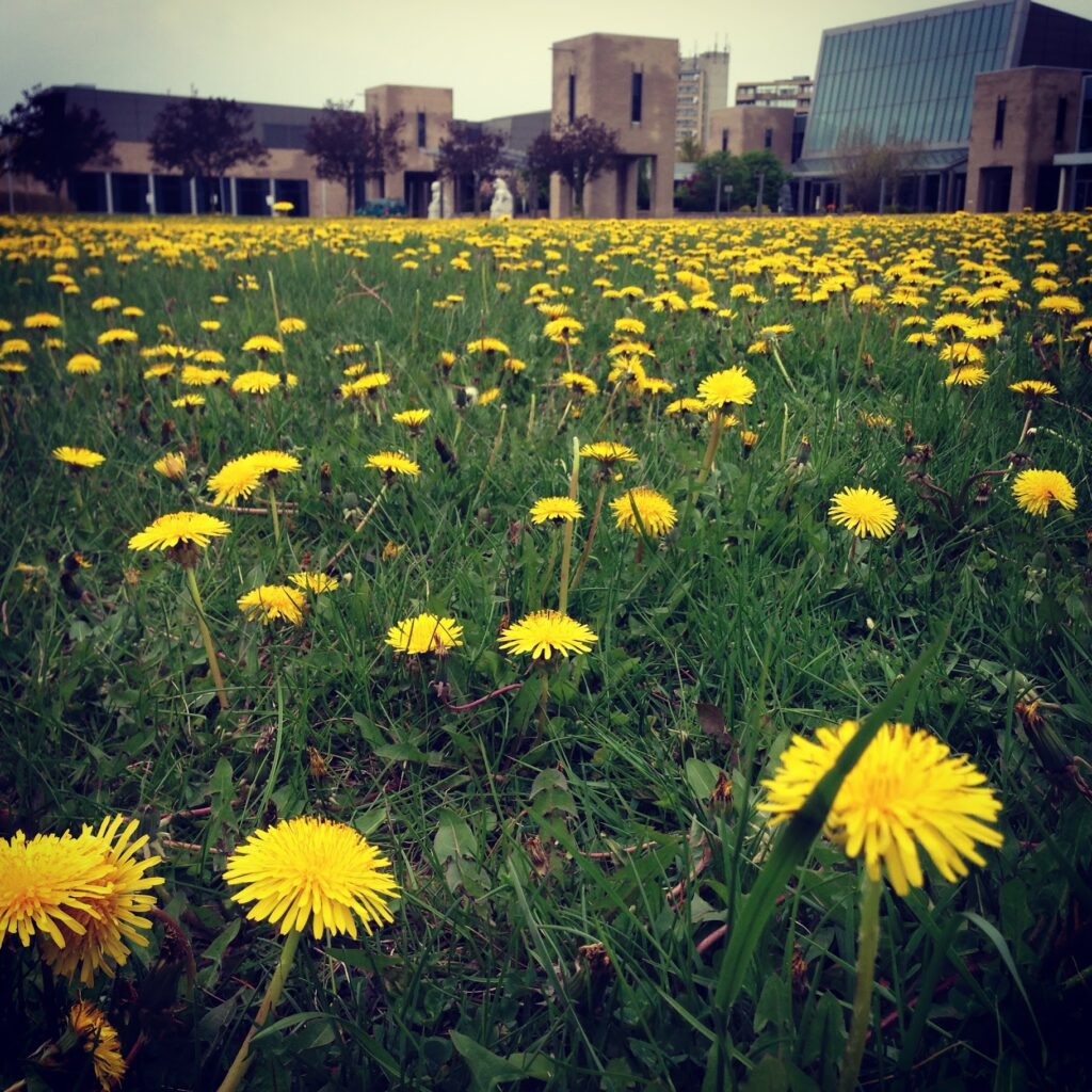 field full of dandelions