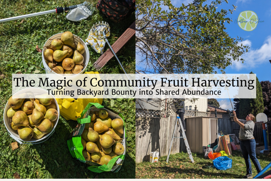 A split-image featuring community fruit harvesting. On the left, buckets and bags filled with freshly picked pears rest on green grass, alongside fruit-picking tools. On the right, a person uses a long pole to harvest pears from a backyard tree, with a ladder, shed, and various bags visible in the background. A text overlay reads, "The Magic of Community Fruit Harvesting: Turning Backyard Bounty into Shared Abundance," with a small yellow logo in the top right corner.