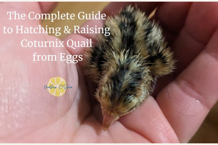 A tiny corturnix quail chick in the palm of a woman's hand. The Complete Guide to Hatching & Raising Corturnix Quail from Eggs.