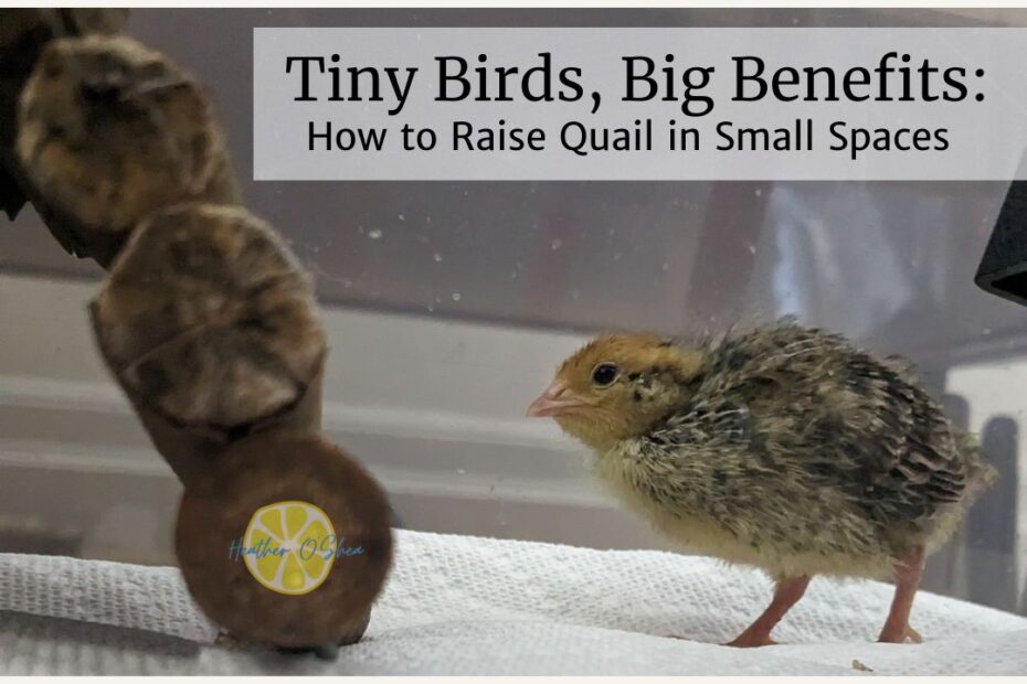 Tiny Birds, Big Benefits: How to Raise Quail in Small Spaces. Image of a corturnix quail chick standing on a paper towel inside a clear bin, next to a small wooden bridge toy.