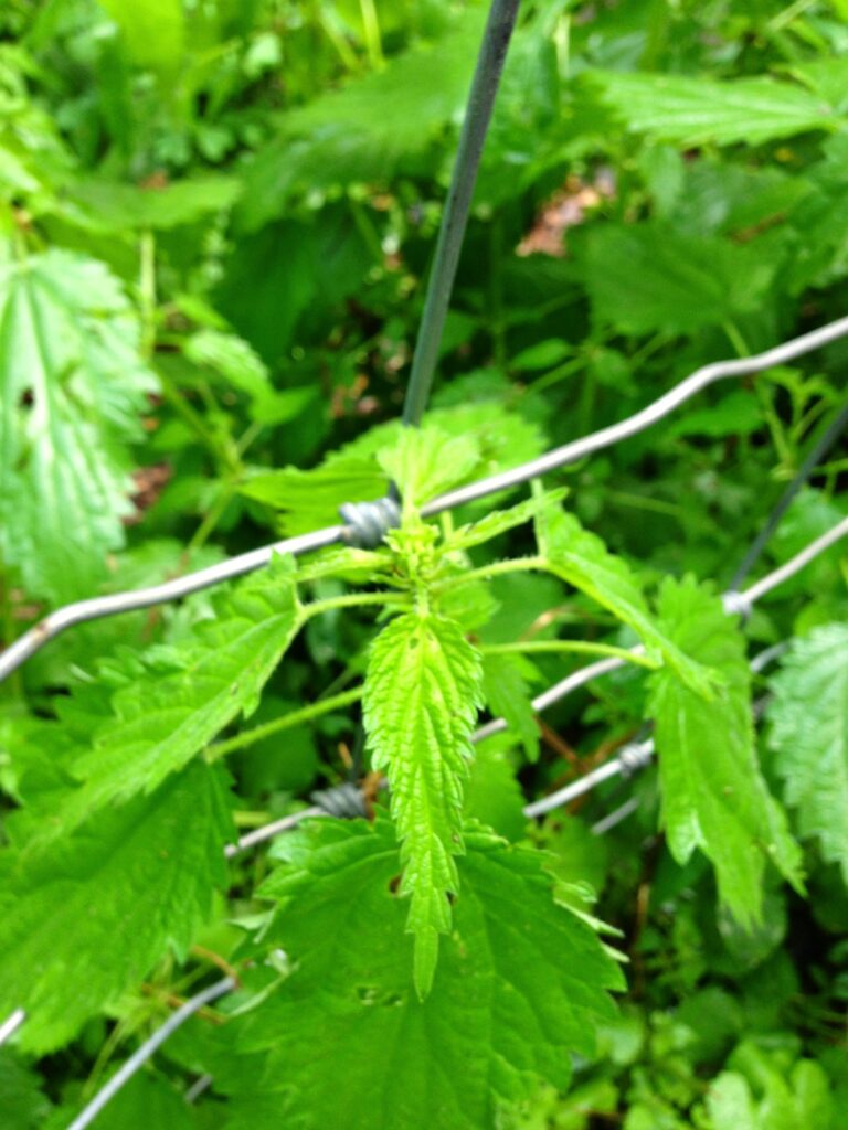 stinging nettles behind a wire barrier