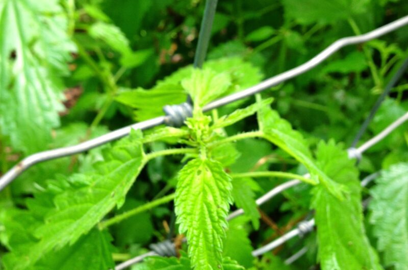 Stinging Nettle Soup