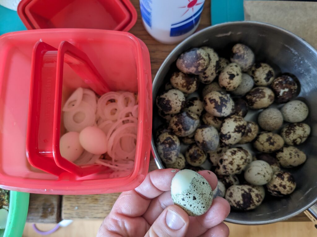 Image of a tupperware pick-a-deli container with some boiled quail eggs and onion slices on the left. Pot full of boiled, but unpeeled quail eggs on the right. A hand holding a parcially peeled quail egg in the center at the bottom of the photograph.