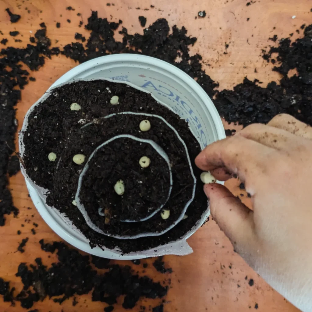 Top down view of a seed snail in a yogurt container. One hand with light skin, placing peas on top of the soil in the seed snail .