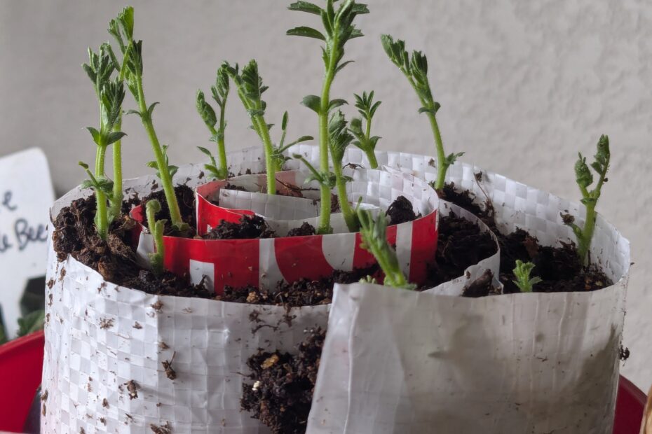 A seed snail with chickpea sprouts growing out of the top